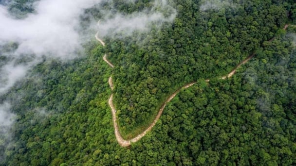 Protecting forests, building a green future: Initiative to turn forests into sustainable livelihoods